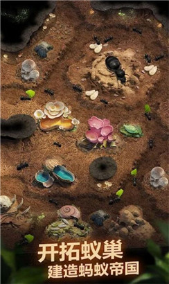 荒野蚂蚁模拟