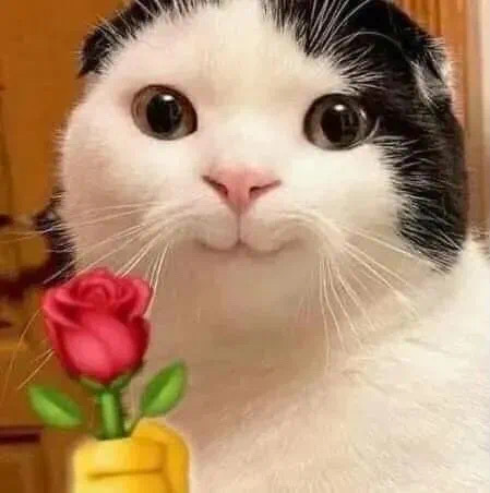 猫拿玫瑰花表情包